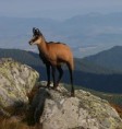 /album/fotogaleria-fauna/32/