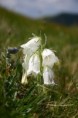 /album/fotogaleria-flora/img-9193666-jpg/