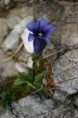 /album/fotogaleria-flora/img-91579999-jpg/