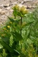 /album/fotogaleria-flora/img-91911111-jpg/