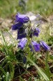 /album/fotogaleria-flora/img-91925555-jpg/