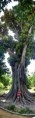 /album/fotogaleria-panorama/ficus-jpg/